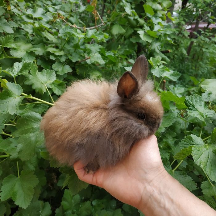 Львиноголовый миникролик породистые крольчата купить в Харькове кролик