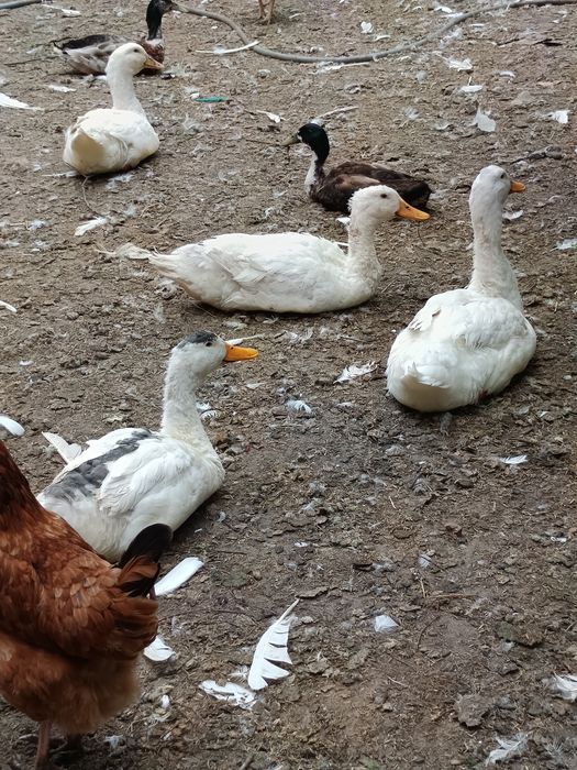 Kaczory pekin hodowane na zbożu