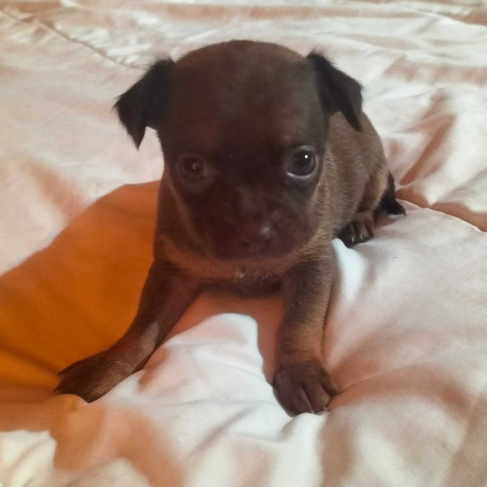 Chihuahua miniatura femea