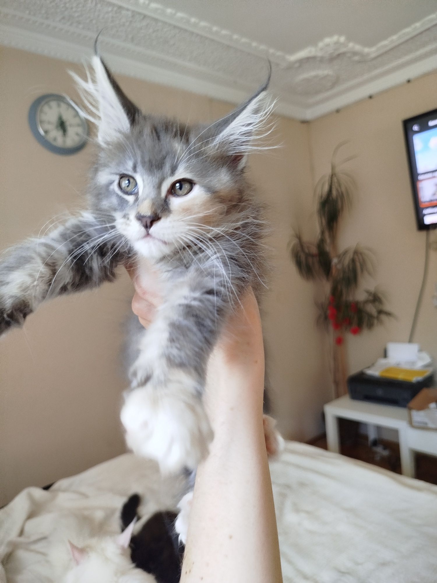 Niebieska kotka Maine coon FPL