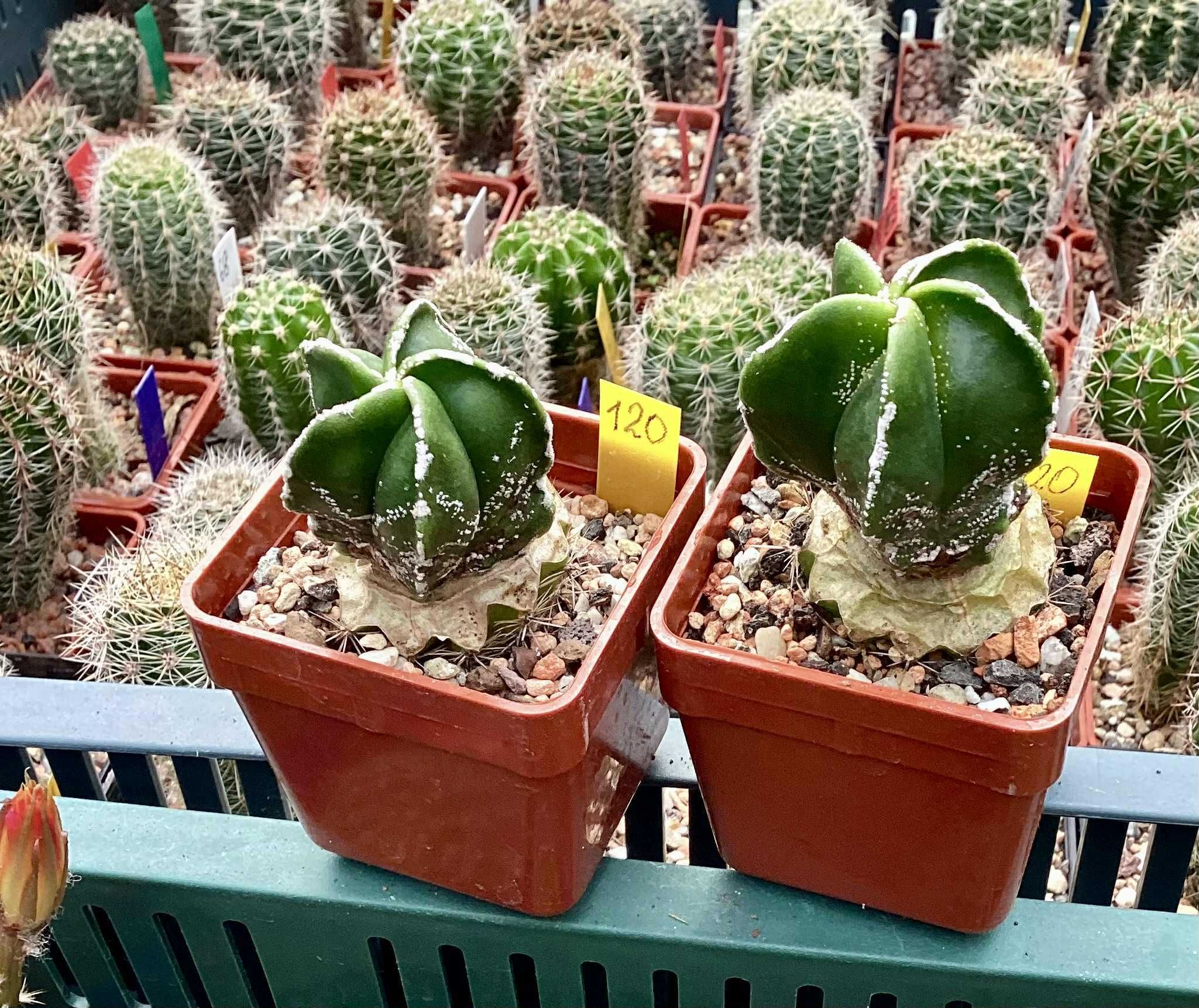 Astrophytum myriostigma - kaktus, sukulent