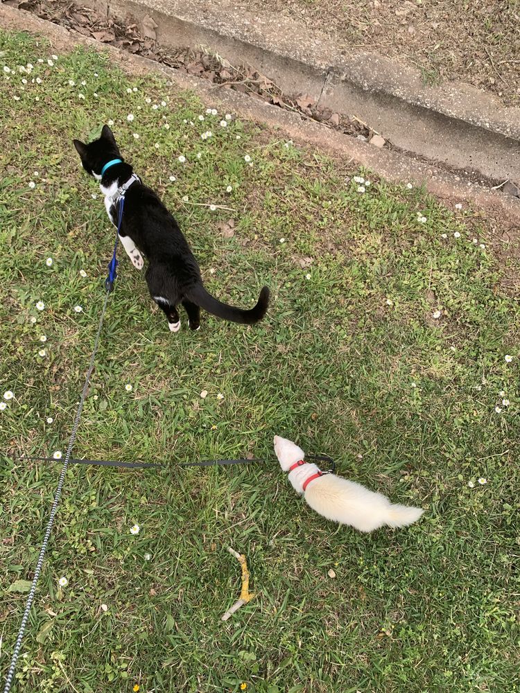 Passear cães | Dog walk | Pet sitting |