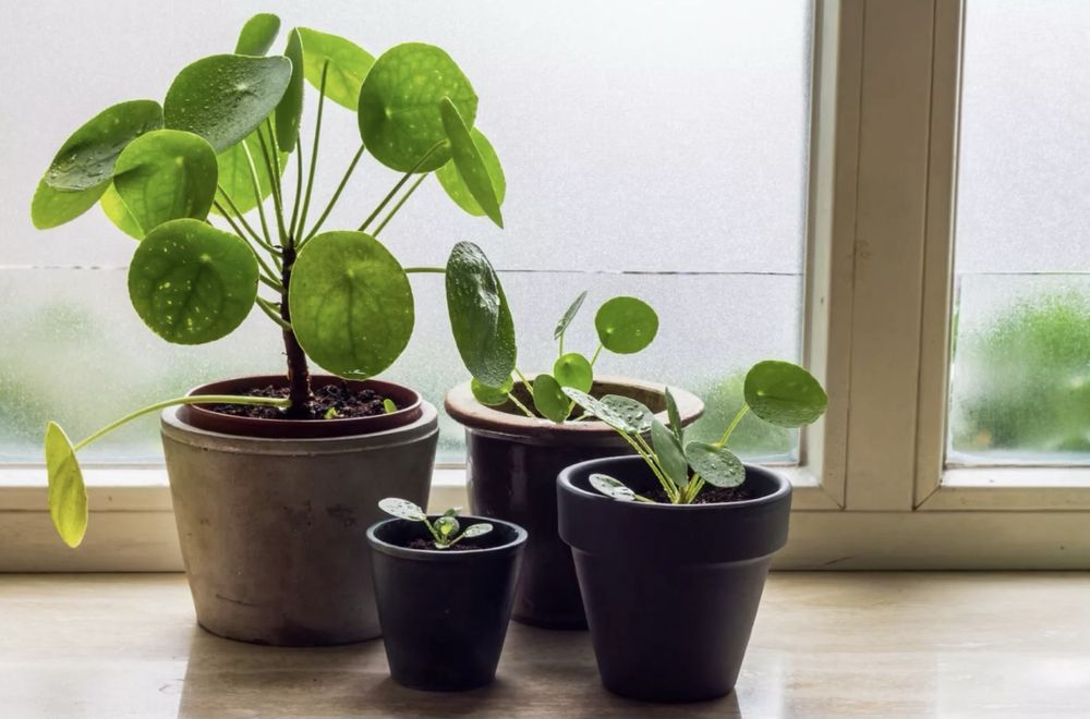 Plantas de interior _ Syngonium / Pilea Peperomioides