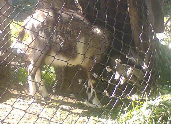 Козлик 1 рік    .