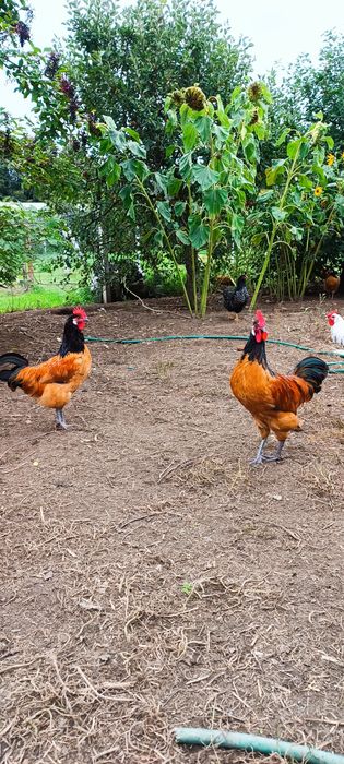 Koguty ozdobne vorwerk