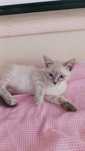 Gatinho bebe para adoção