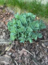 Rozchodnik (roślina ogrodowa)