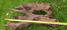 Piękny rozgałęziony korzeń 60cm