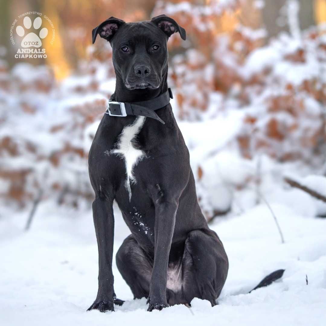Hugo szuka doświadczonego domu! OTOZ Animals Schronisko Ciapkowo