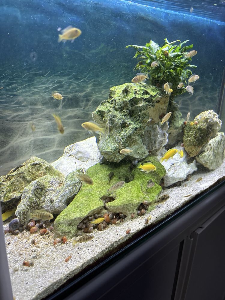 Aquario com sump interna