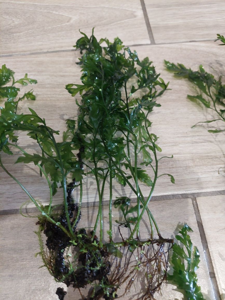Bolbitis heudelotii