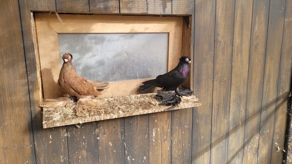 Wywrotki wywrotek gołebie ozdobne