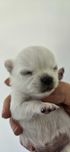 Chihuahua piesek ZKwP FCI