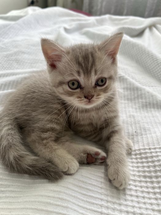 Хлопчик Шотландське прямовухе кошеня