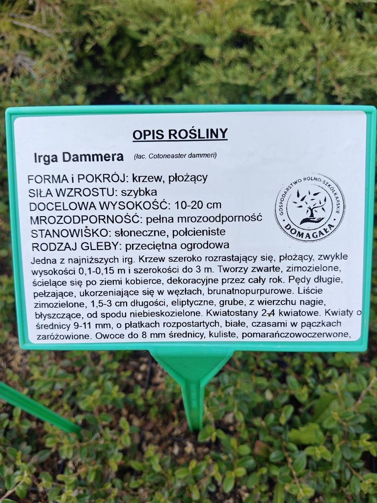 Irga Dammera płożąca w doniczce, Major, Streib's Findling, Variegatus