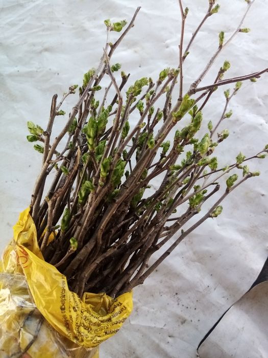 Отличные 2 летние саженцы боярышника ШАМИЛЬ АКЦИЯ!