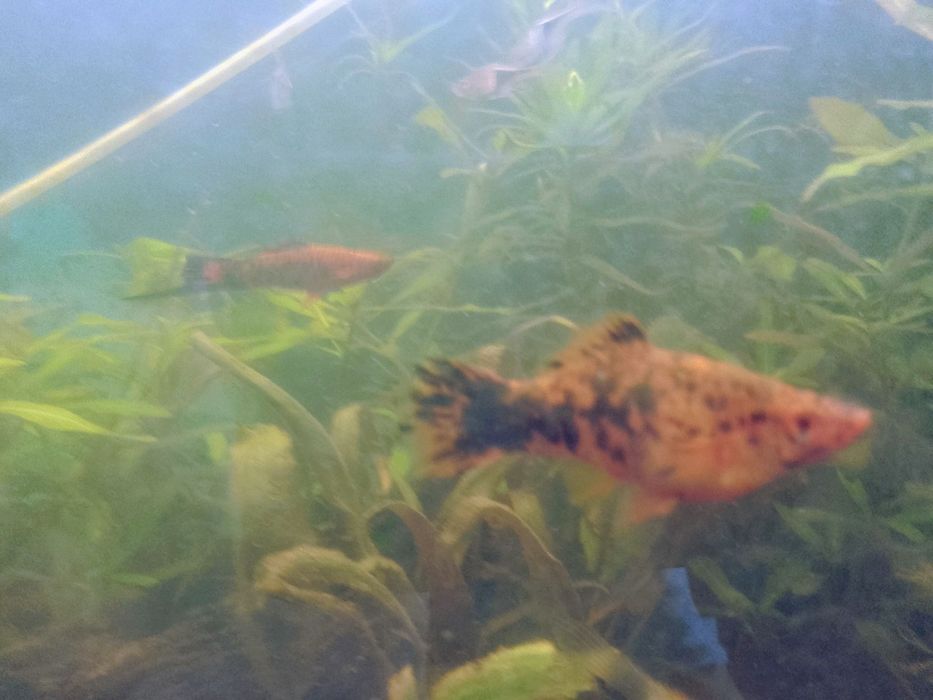 Mieczyki berlińskie samce/samice