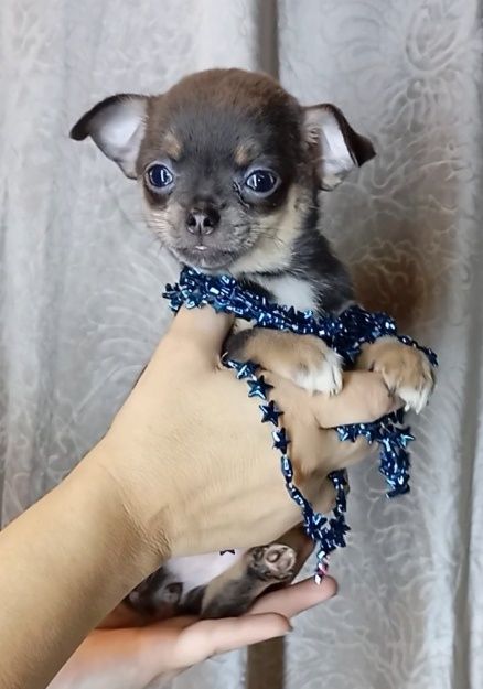 Маленький друг с отважным характером