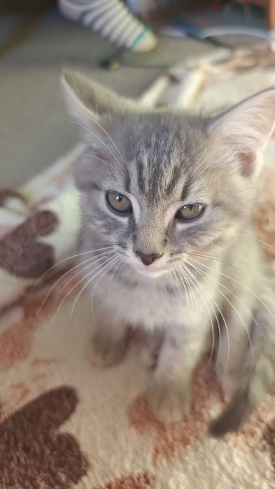 Віддам котинят в добрі руки