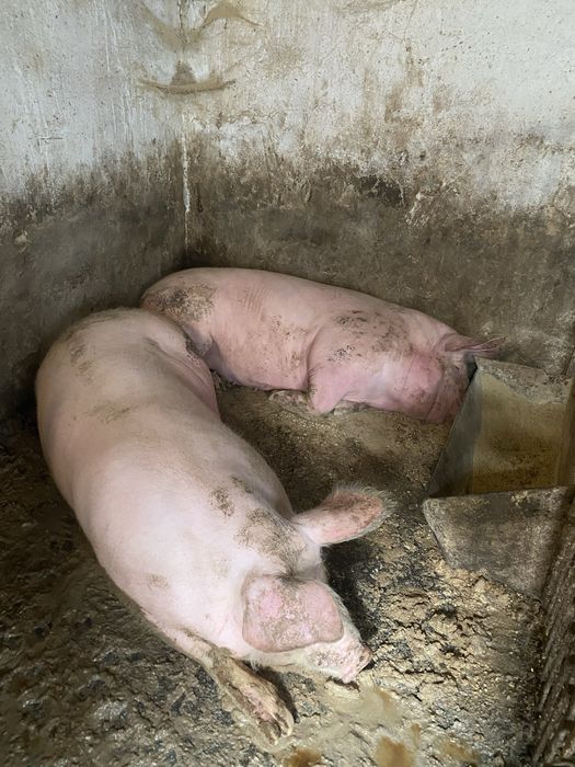 Свиня 180-200 кг