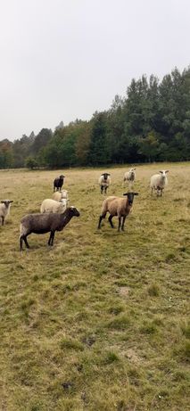Owce i jagnięta tryk