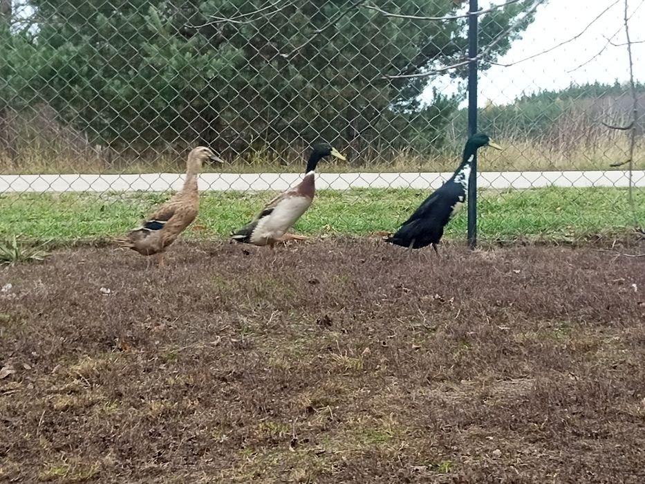 Kaczory biegusy ze zdjęć