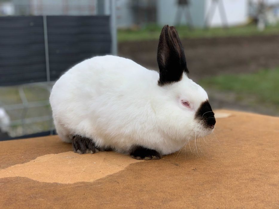 Króliki Kalifornijskie