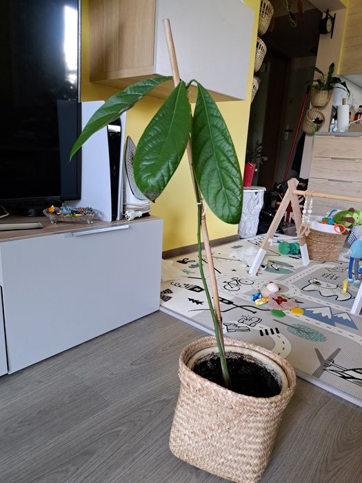 Roślina domowa awokado wysokość 80 cm oddam za chusteczki dla dzieci