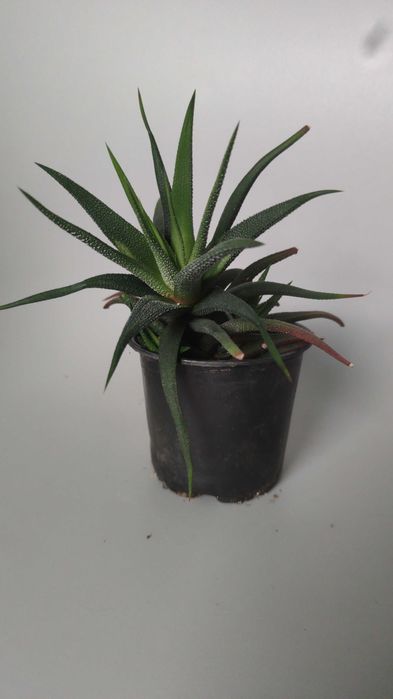 Хавортія рослина безкоштовно