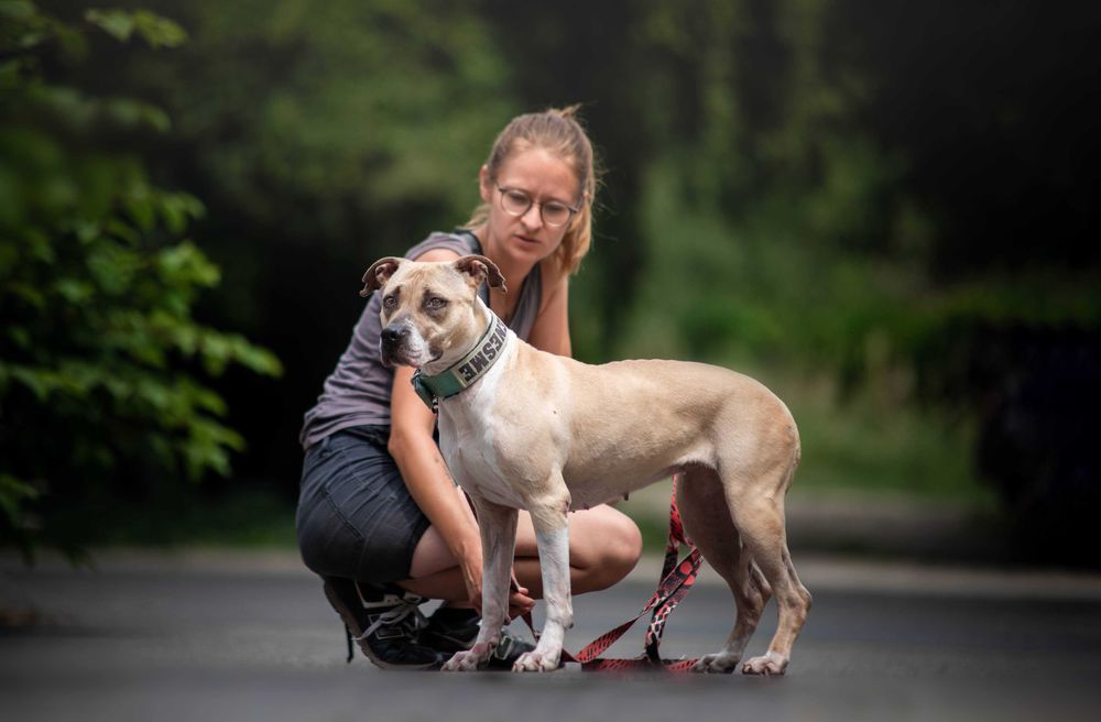 Piękna pitbullka Renesme szuka mądrego domu