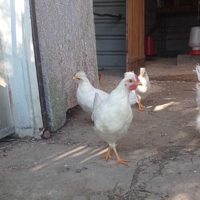 Granizos jovens brancos coroa de rei