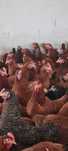 KURY Nioski Dominant Rossa Sussex od hodowcy ! Od 8 do 26 tygodnia !