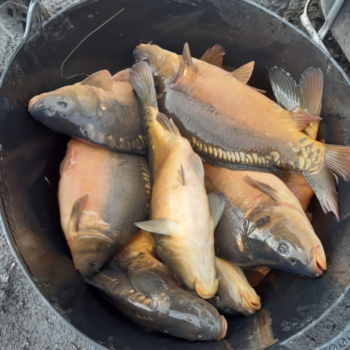 Karp handlowy krolewski