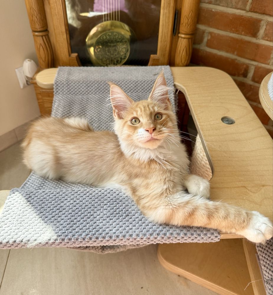 Inari Magnus*PL - kotka rasy Maine Coon gotowa do zmiany domu :)