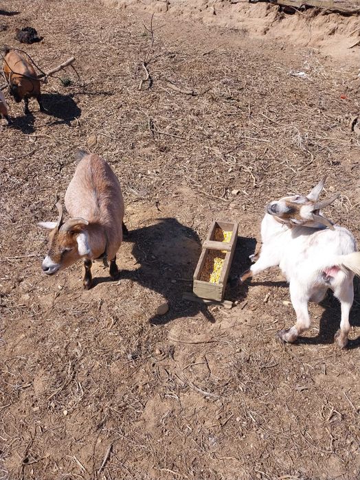 cabras anãs felizes