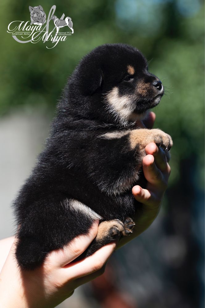 Шиба іну  / шиба ину / shiba