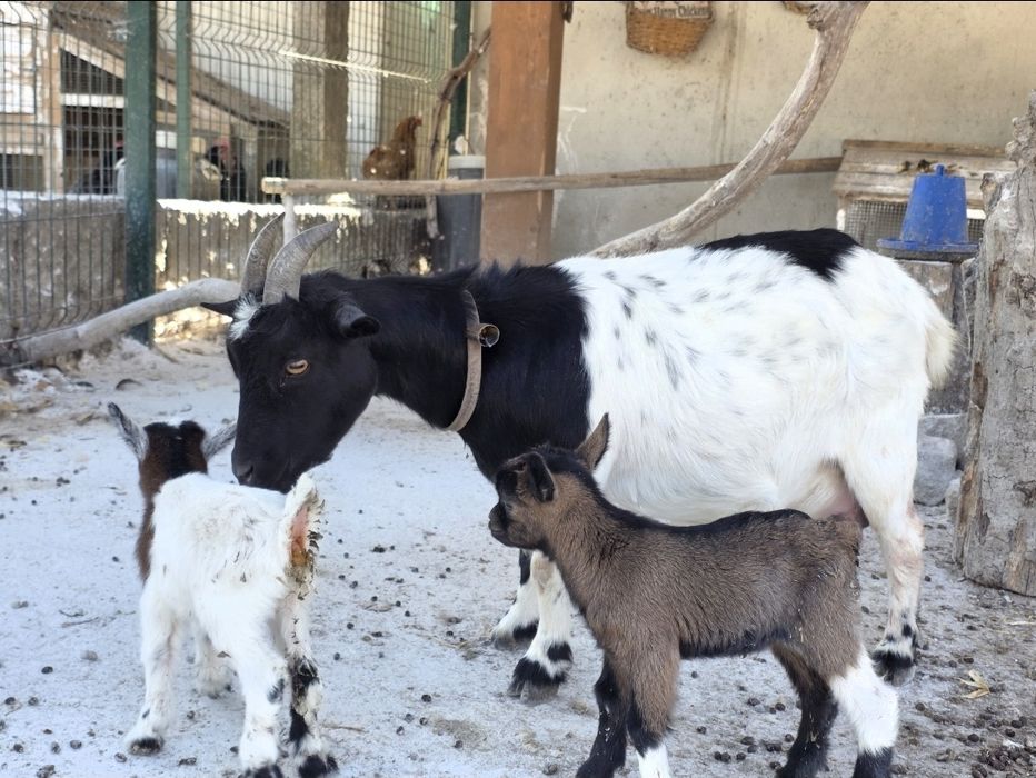 Cabrito micro anão castanho