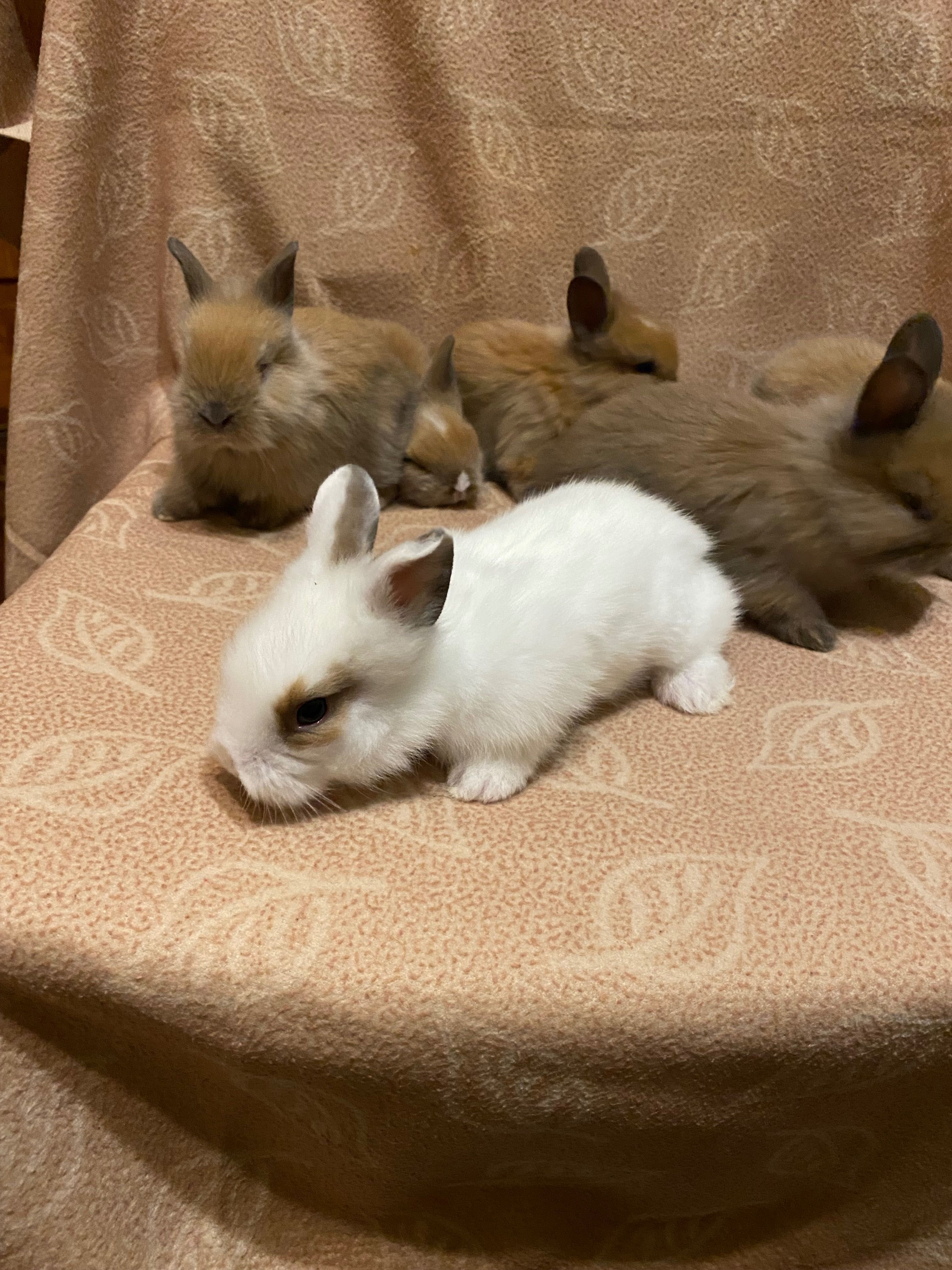 Декоративні міні кролики
