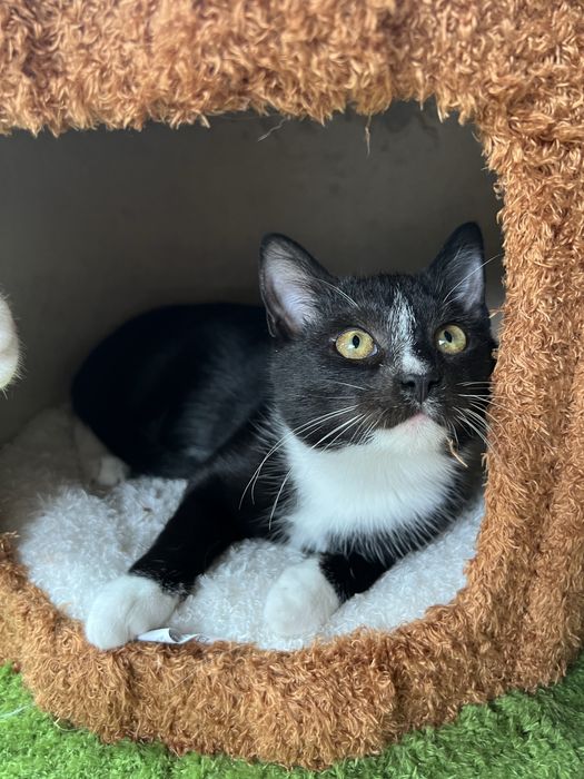 Oreo cudny młody kocurek do adopcji