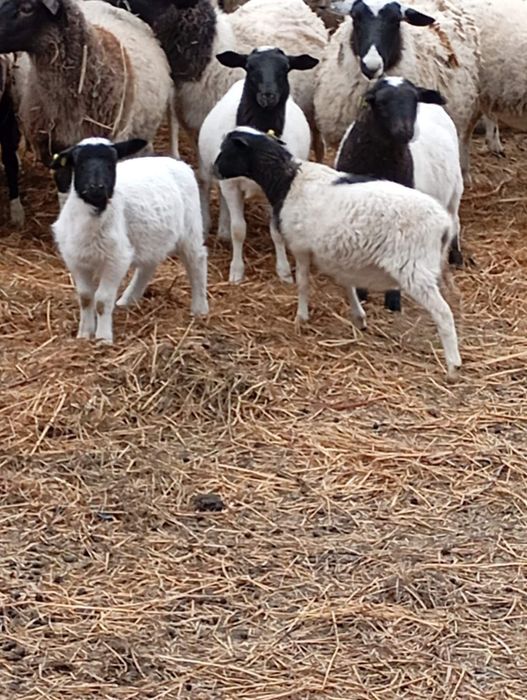 Молодий баранчик Дорпер 3-4 місяці