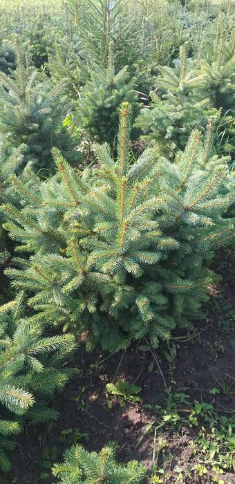 Новорічні ялинкі