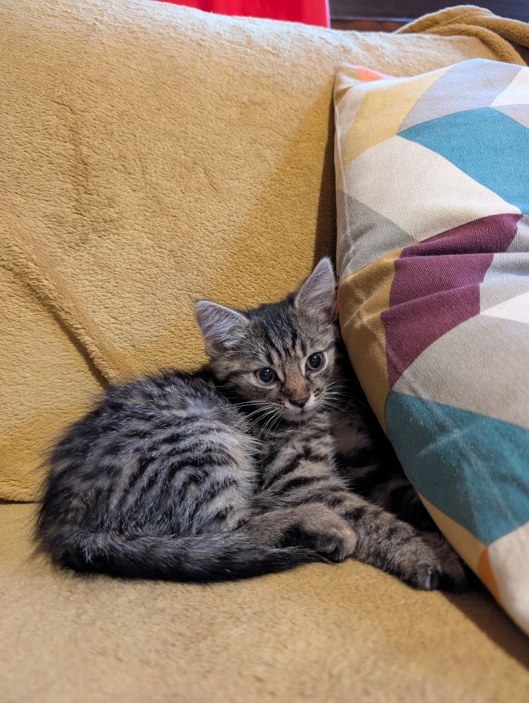 Piękny kot do adopcji