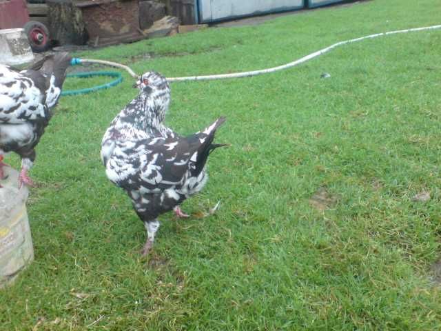 kingi golebie ozdobne