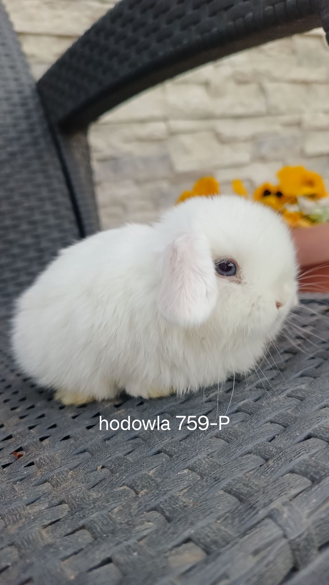 Mini lop króliki karzełek miniaturka baranek hodowla