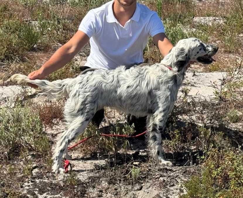 Setter ingles tricolor fêmea com 11 meses