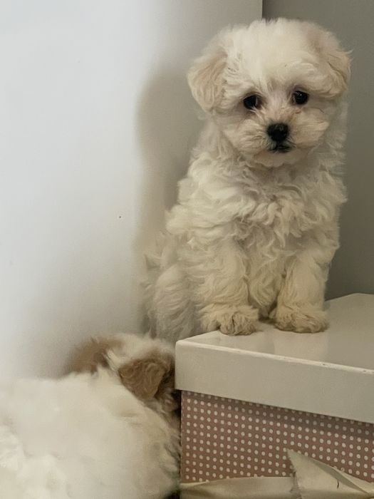 Maltipoo suczka Luna