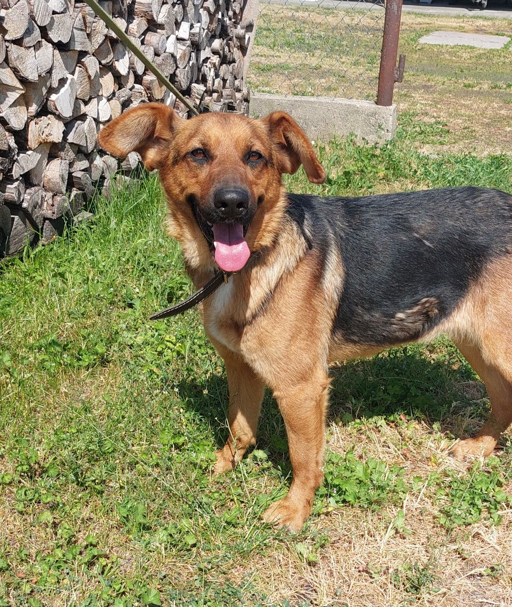 Hexa sunia do adopcji