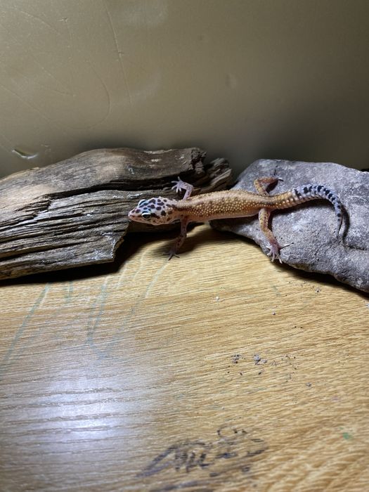 Gekon lamparci, 3-4 miesiące