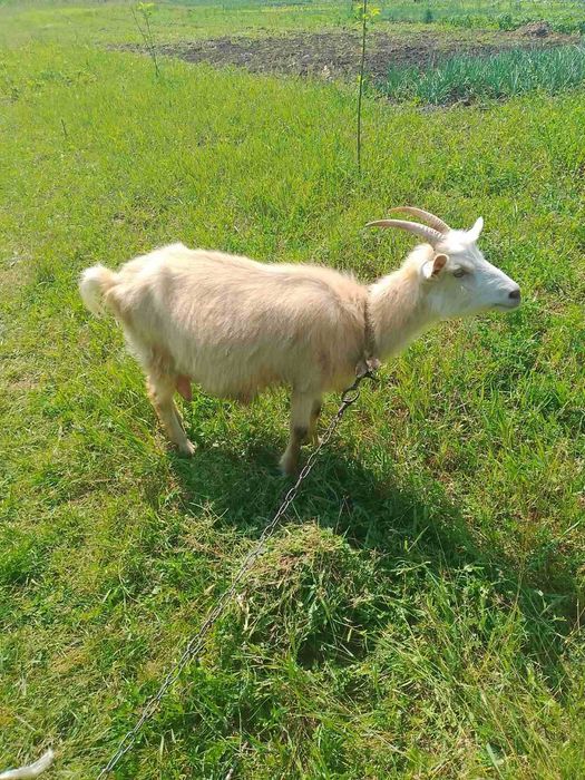 Продається молода коза