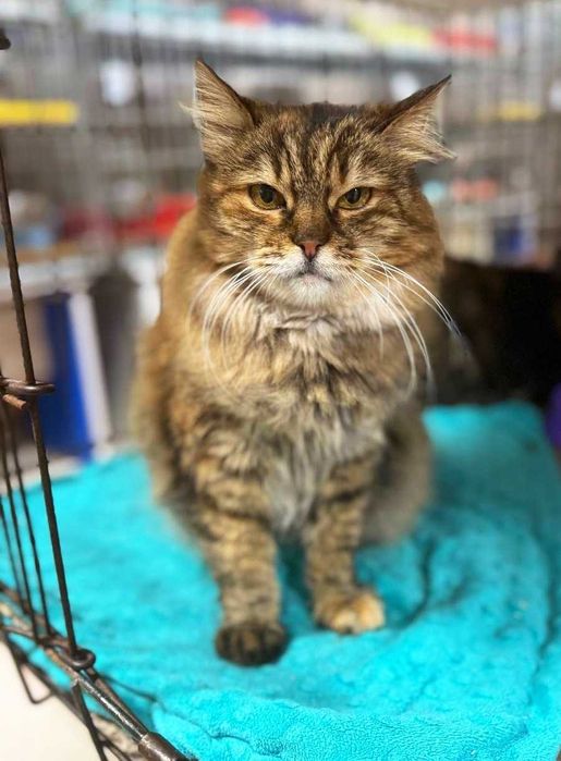 Симпатична пухнаста Марфуша шукає дім! кішка кіт кошеня